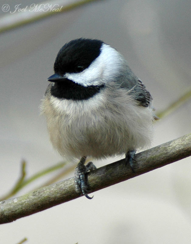 Carolina Chickadee