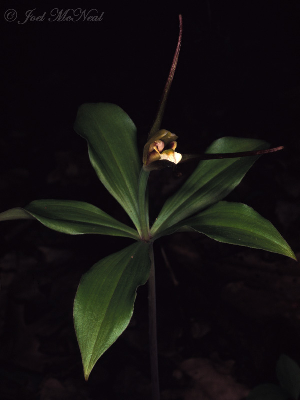 Whorled Pogonia: <i>Isotria verticillata</i>
