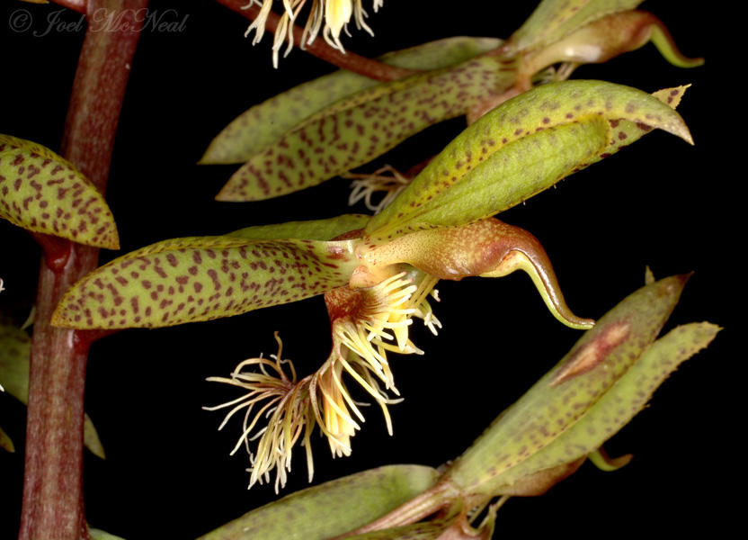 <i>Catasetum lanciferum</i>