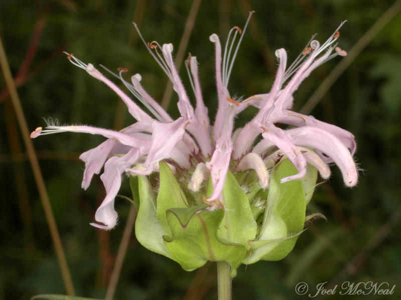 Wild Bergamot: <i>Monarda fistulosa</i>