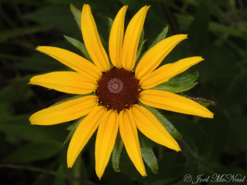 Black-eyed Susan: <i>Rudbeckia hirta</i>