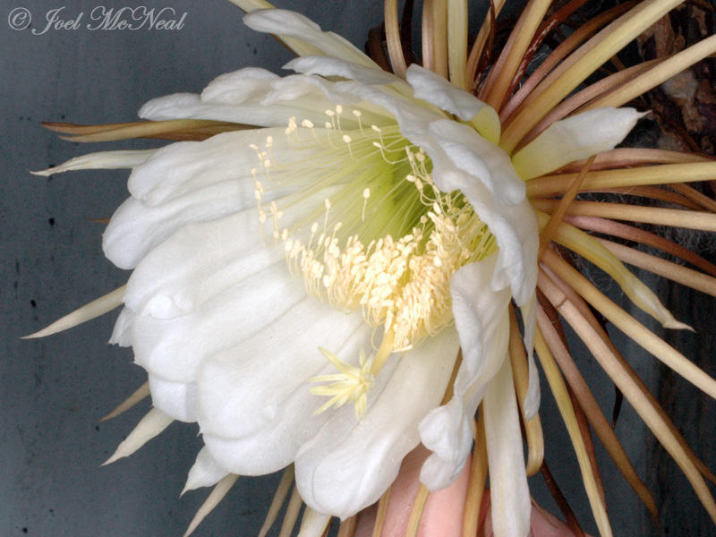 Night-blooming Cereus: <i>Selenicereus grandiflorus</i>