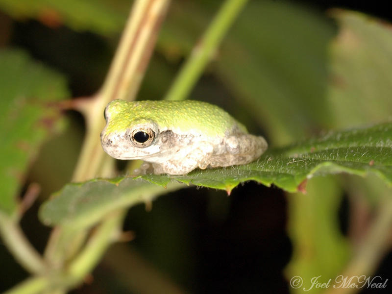 juvenile Gray Treefrog (probably Copes)