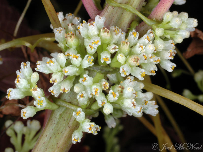 Hazel Dodder: <i>Cuscuta coryli</i>