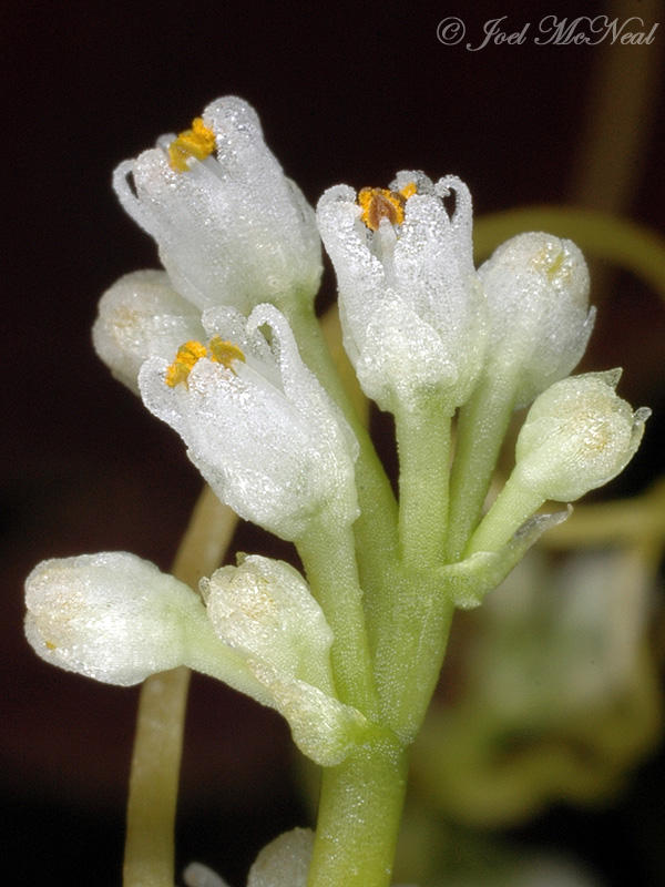 Hazel Dodder: <i>Cuscuta coryli</i>