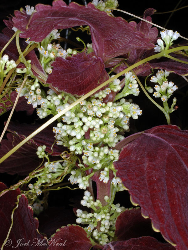 Hazel Dodder: <i>Cuscuta coryli</i>