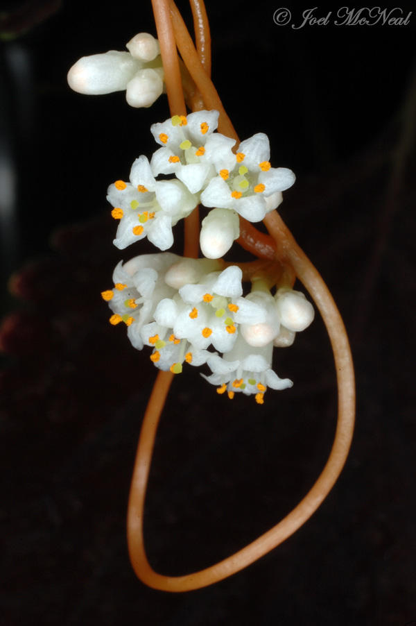 Beaked Dodder: <i>Cuscuta rostrata</i>