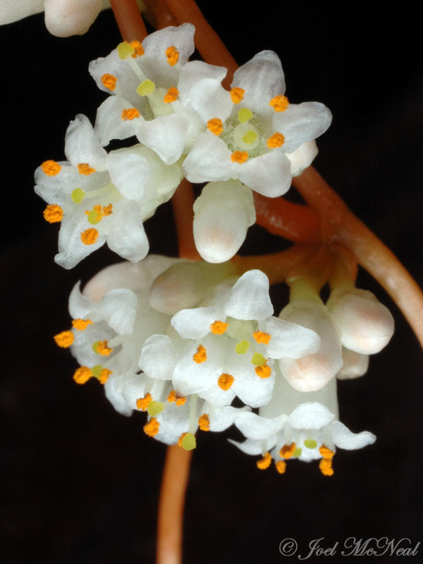 Beaked Dodder: <i>Cuscuta rostrata</i>