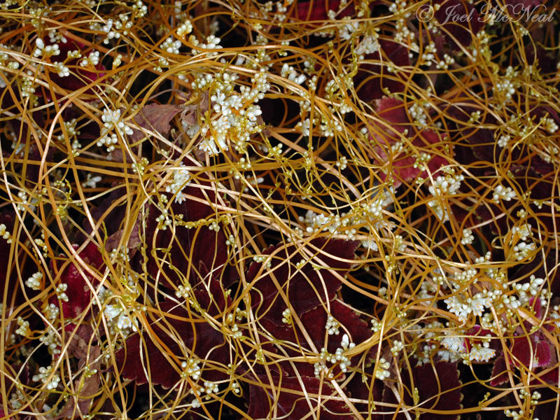 Beaked Dodder: <i>Cuscuta rostrata</i>