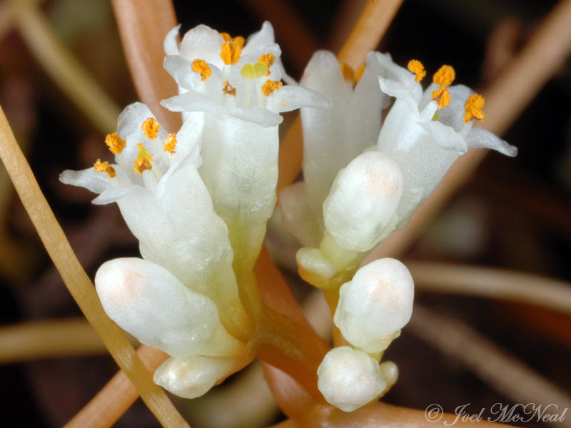 Beaked Dodder: <i>Cuscuta rostrata</i>