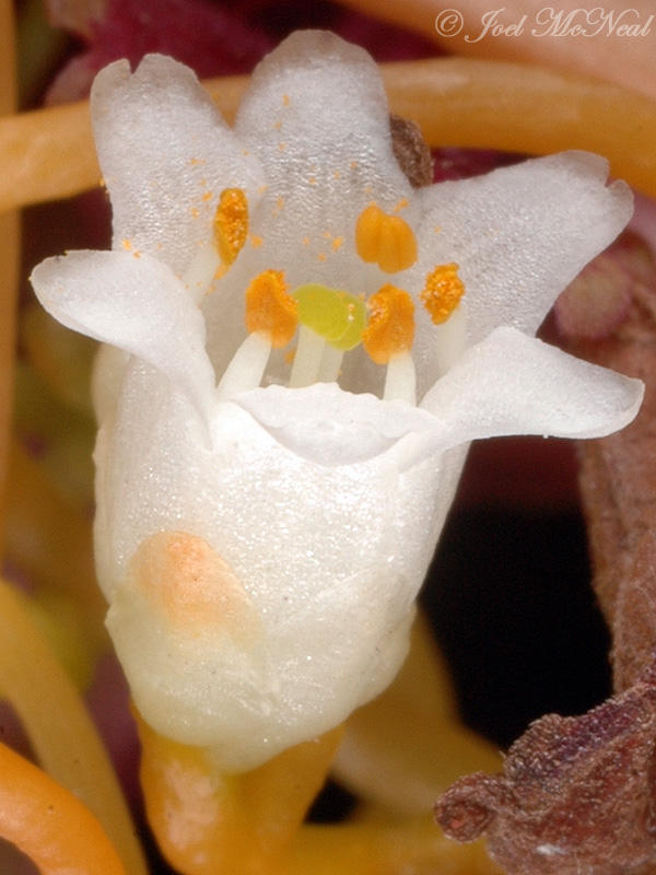 Beaked Dodder: <i>Cuscuta rostrata</i>