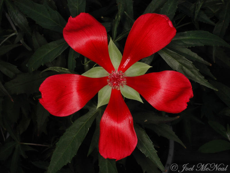 Scarlet Rosemallow: <i>Hibiscus coccineus</i>