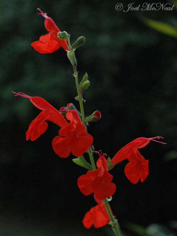 Scarlet Sage: <i>Salvia coccinea</i>