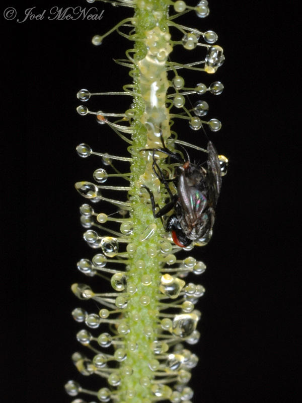 Fly caught on Threadleaf Sundew (<i>Drosera filiformis</i> var. <i>tracyi</i>)