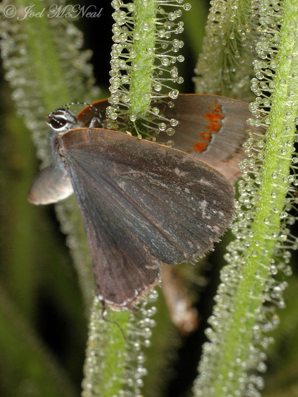 Red-banded Hairsteak captured by Threadleaf Sundew