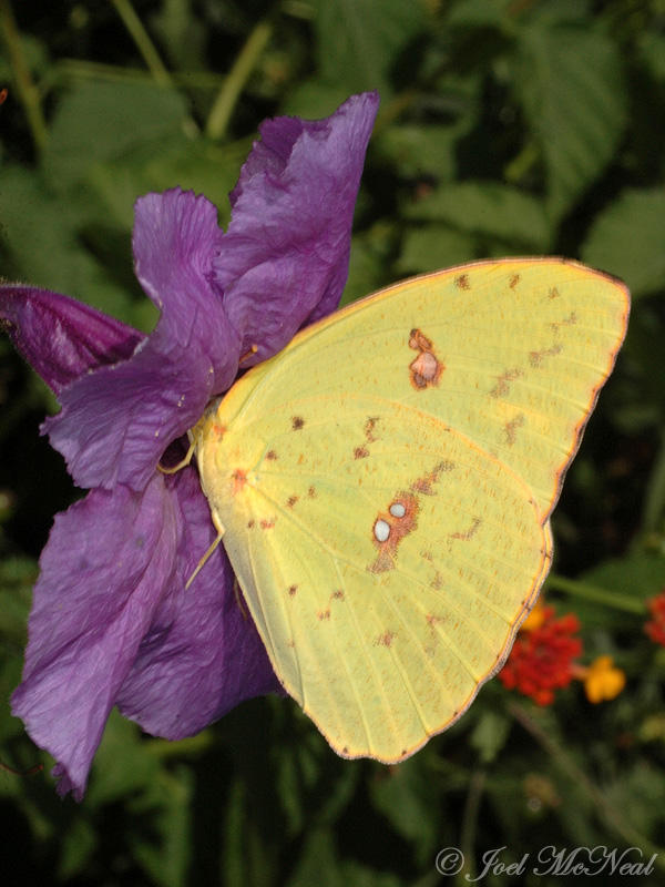 Cloudless Sulfur: <i>Phoebis sennae</i>