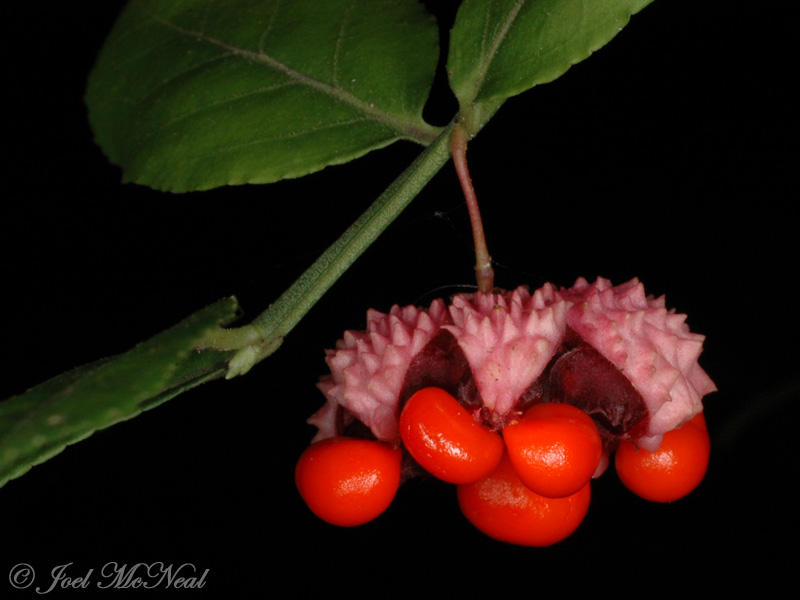Wild Strawberrybush, Hearts-a-bustin: <i>Euonymus americanus</i>