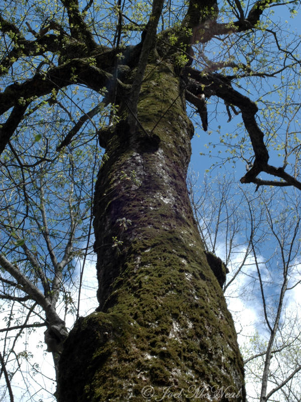 2nd largest Yellow Buckeye (<i>Aesculus flava</i>) in GA