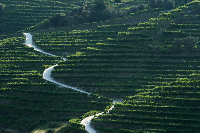 Vale Abraao - Vineyards