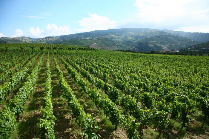 Quinta da Pacheca
