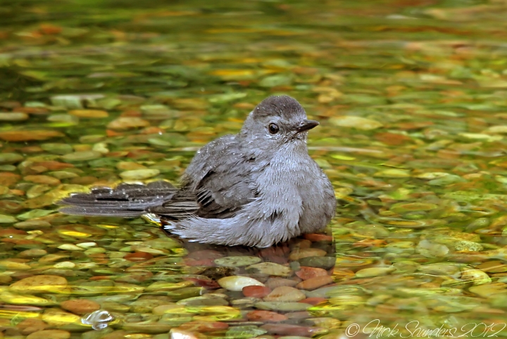Gray Catbird bathing.jpg