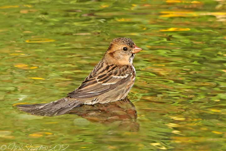 Harriss Sparrow bathing.jpg