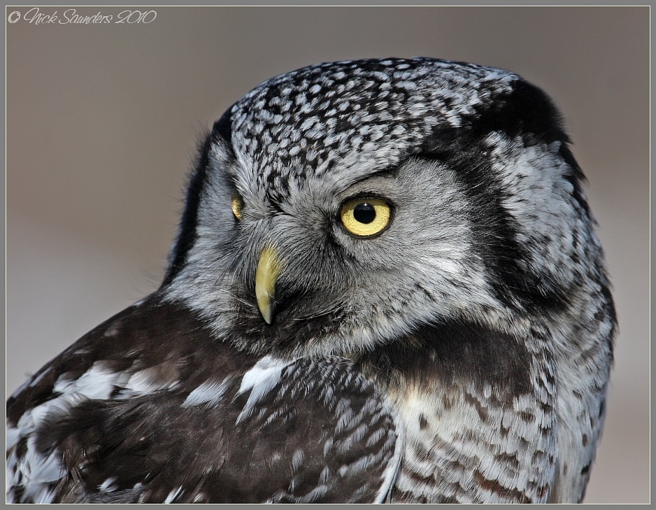 Northern Hawk Owl2