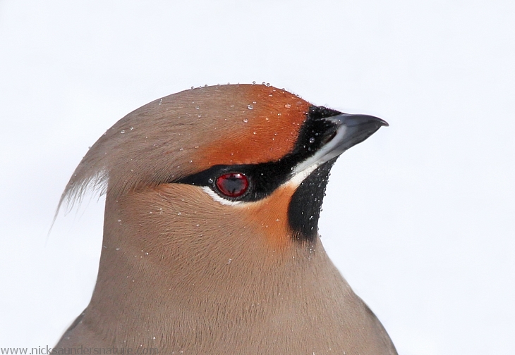 Bohemian Waxwing1