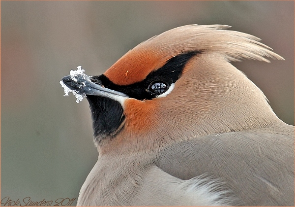 Bohemian Waxwing2