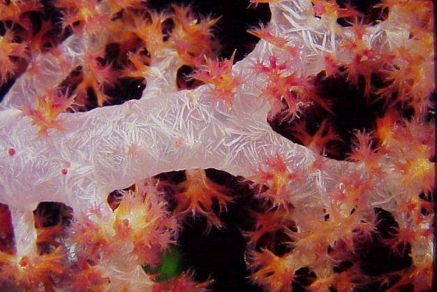 SoftCoral3.jpg