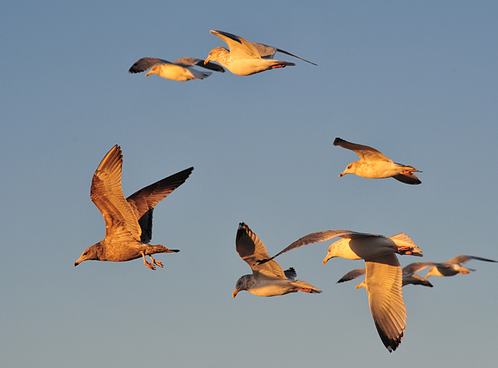 Gulls in flight