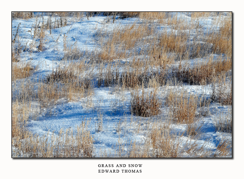 Grass and Snow