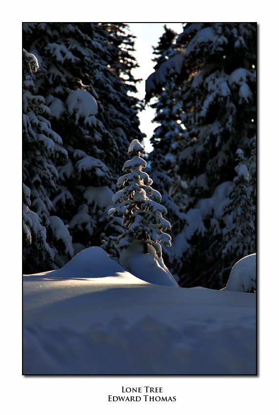 Lone Tree