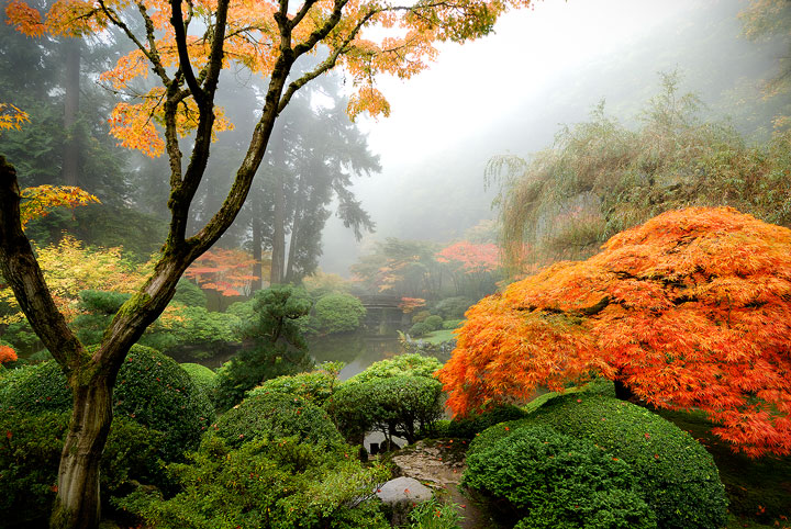 Garden in the Mist