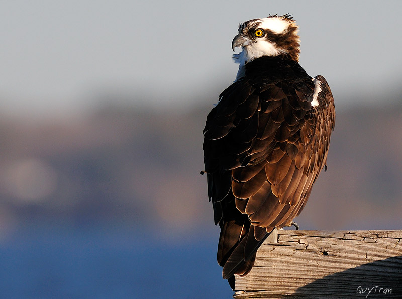 Osprey