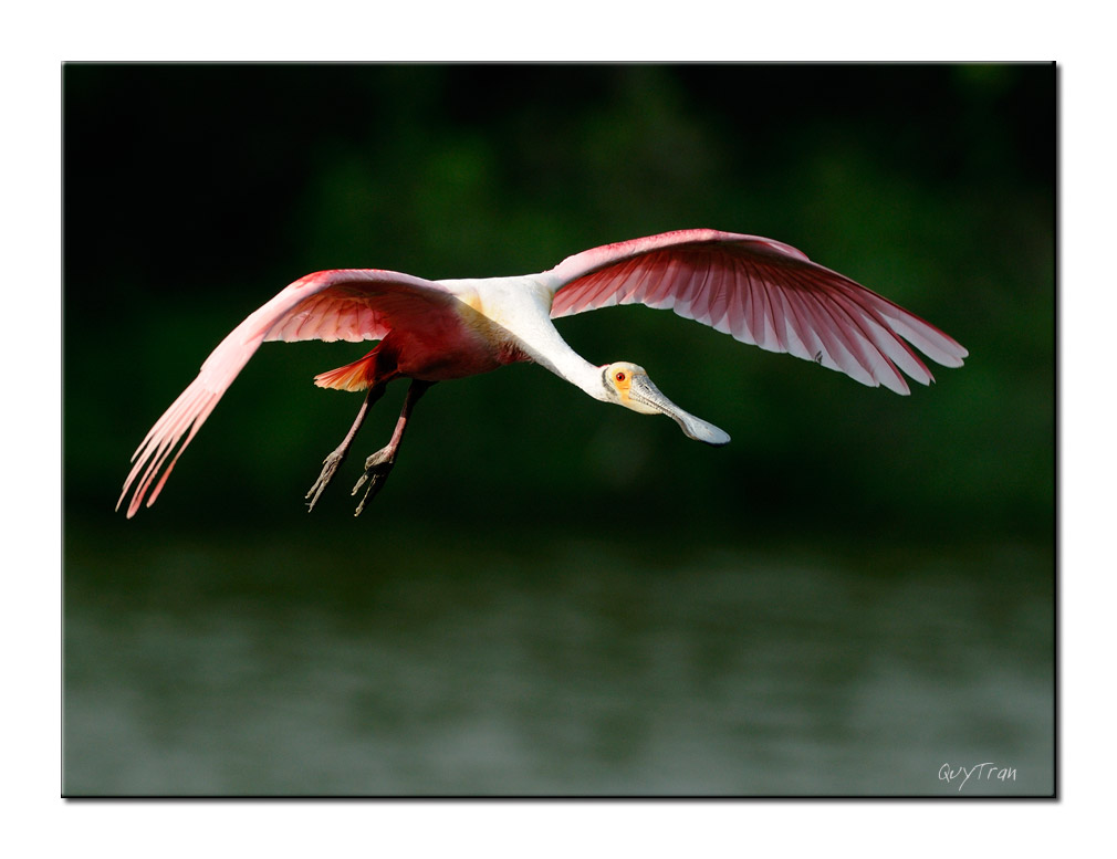 Spoonbill