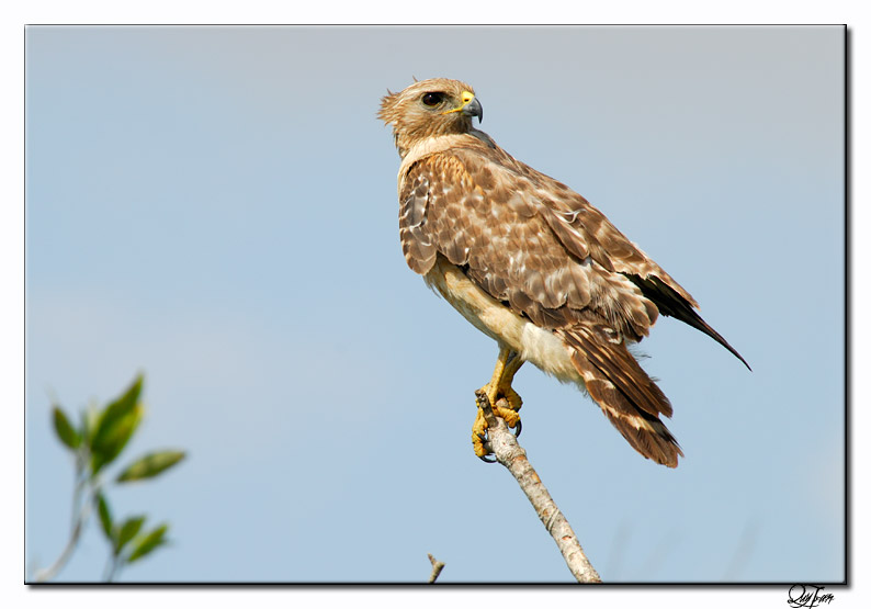Red Shouldered Hawk