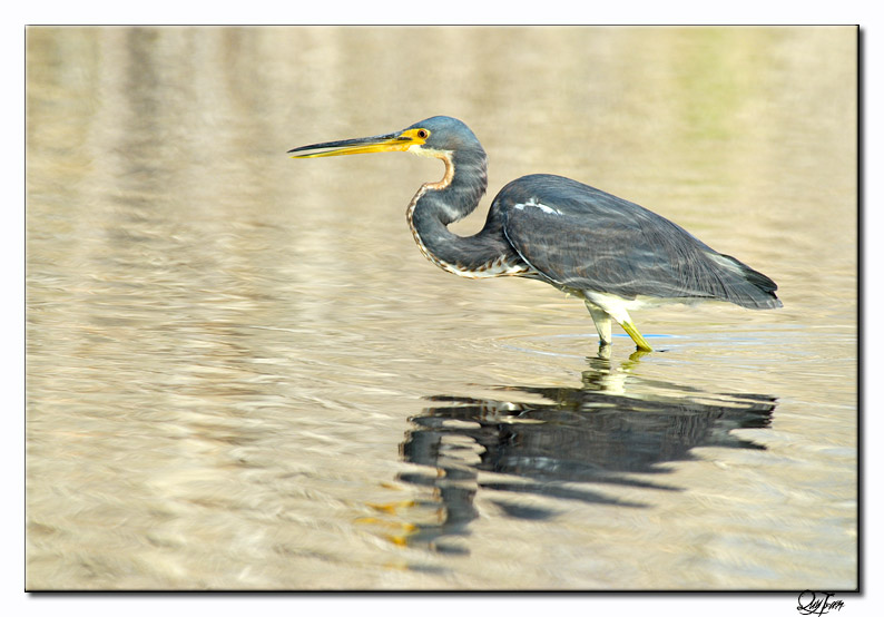 Tricolored Heron