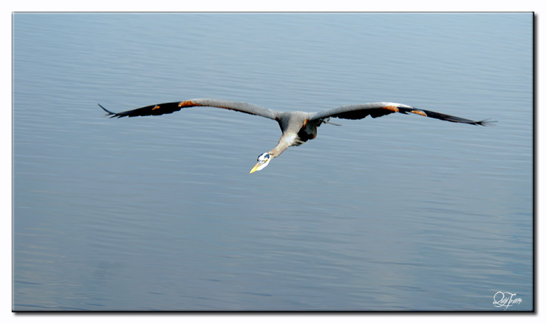 Great Blue Heron