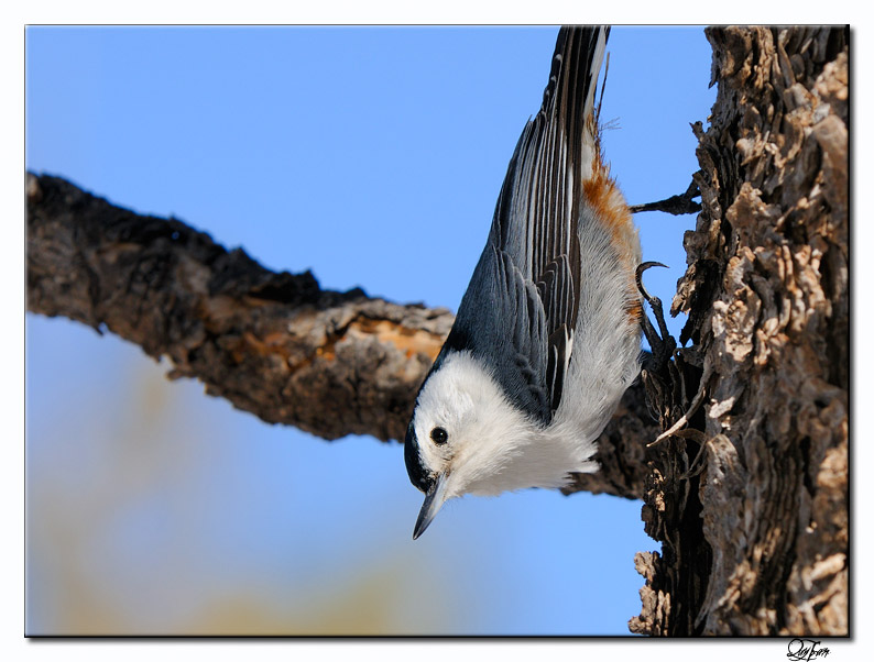 White-breasted Nuthatch