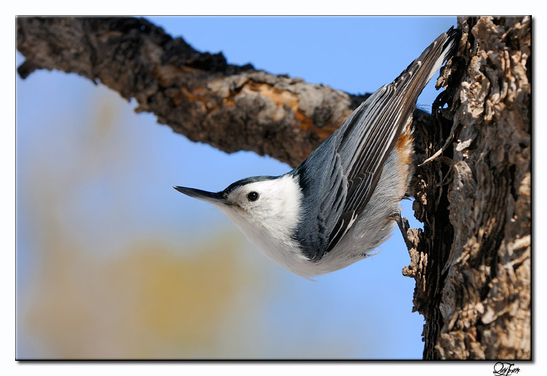 White-breasted Nuthatch