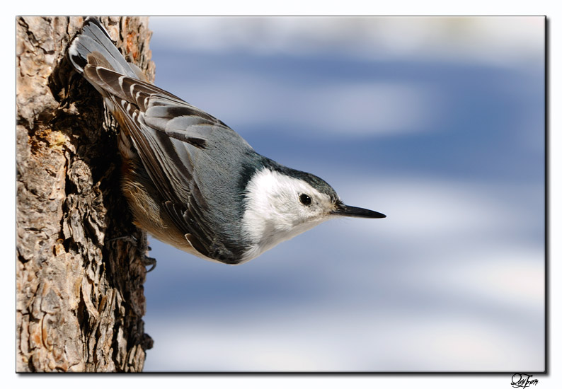 White-breasted Nuthatch