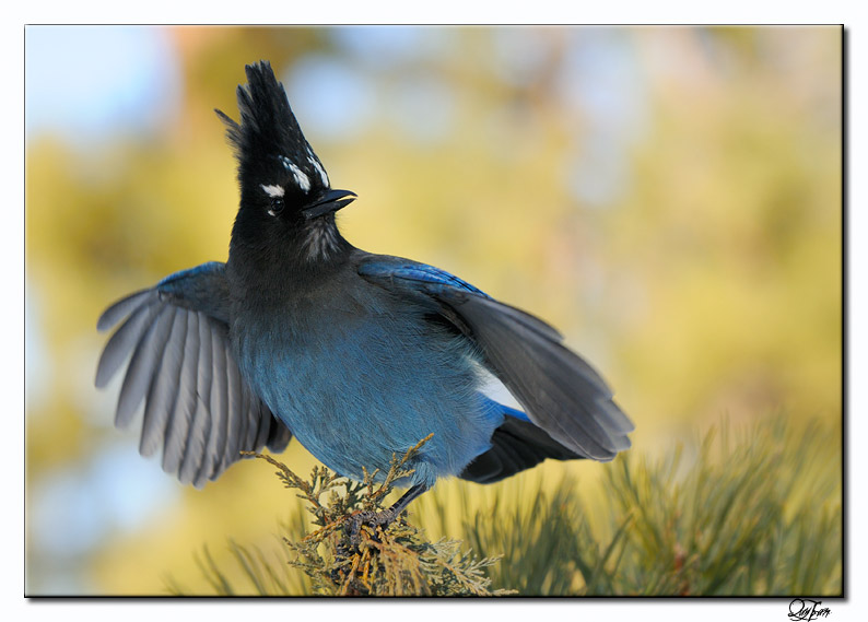 Stellers Jay