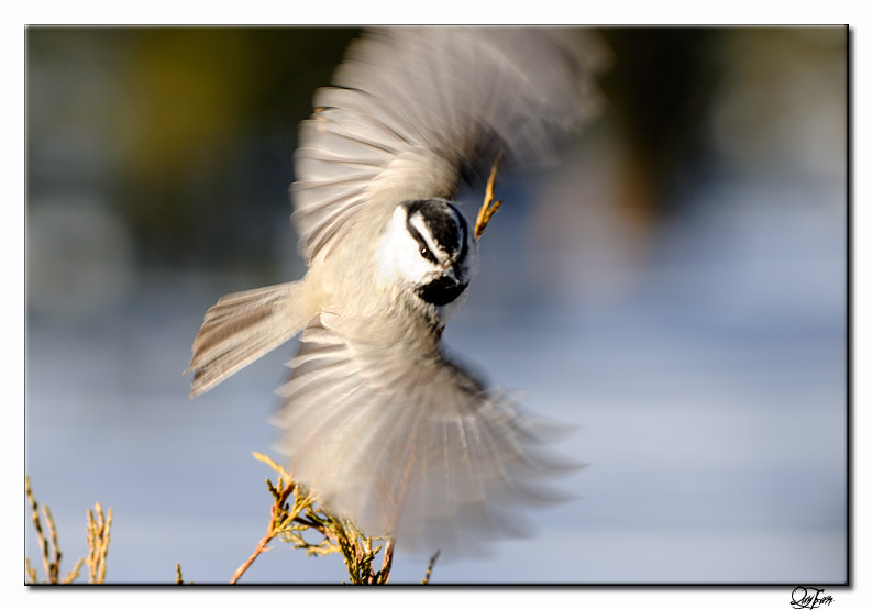 Mountain Chickadee