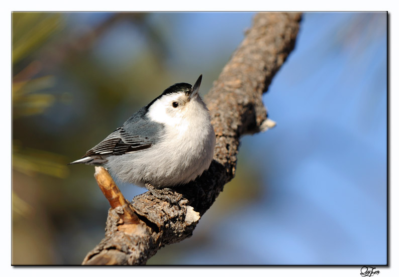 White-breasted Nuthatch