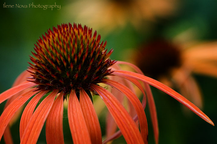 coneflower