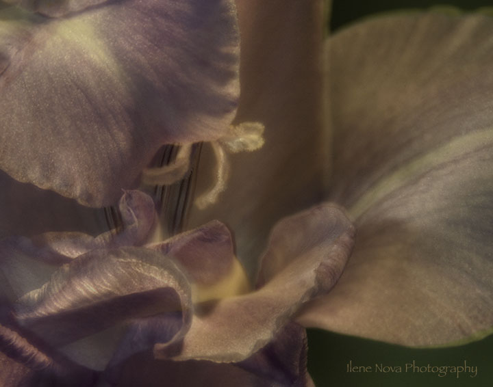 gladiolus II