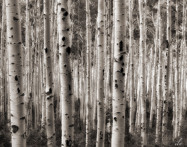 aspens in shadow and light