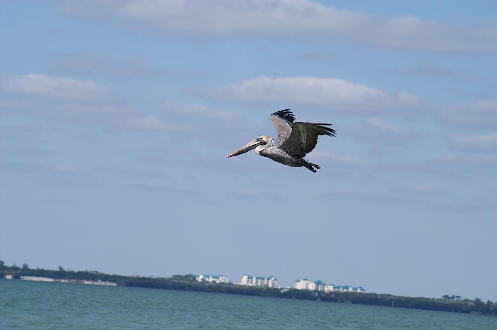 Brown Pelican