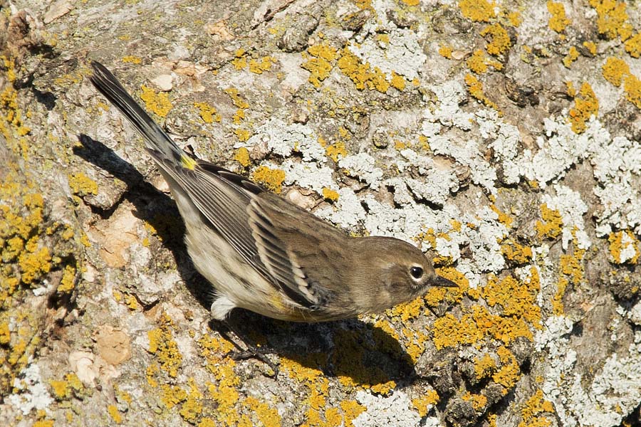 Yellow-rumped Warbler.jpg